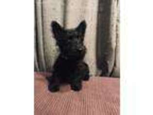 Scottish Terrier Puppy for sale in West Plains, MO, USA