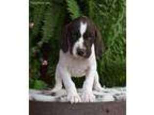 German Shorthaired Pointer Puppy for sale in Lula, GA, USA