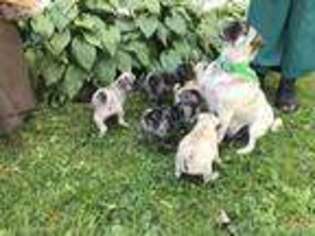 Pug Puppy for sale in Meyersdale, PA, USA