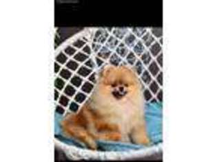 Pomeranian Puppy for sale in Buckeye, AZ, USA
