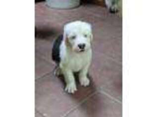 Old English Sheepdog Puppy for sale in New Philadelphia, OH, USA