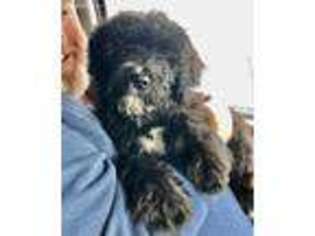 Mutt Puppy for sale in Patterson, MO, USA