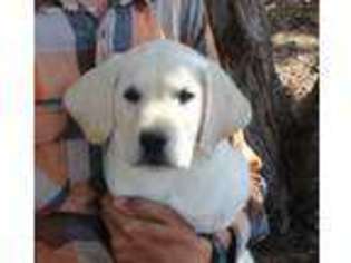 Labrador Retriever Puppy for sale in Concho, AZ, USA
