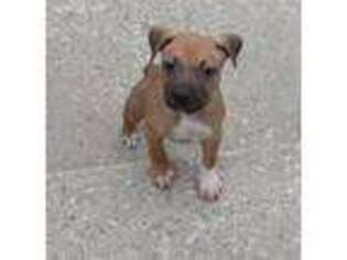 Mutt Puppy for sale in Gary, IN, USA