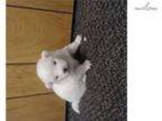 American Eskimo Dog Puppy for sale in Cincinnati, OH, USA
