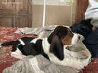 Basset Hound Puppy for sale in Drumore, PA, USA