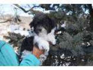 Mutt Puppy for sale in Sistersville, WV, USA