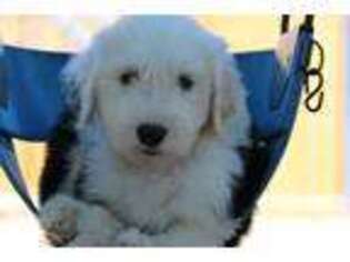 Old English Sheepdog Puppy for sale in Olney Springs, CO, USA