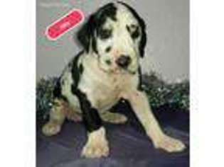 Great Dane Puppy for sale in Spencerville, IN, USA