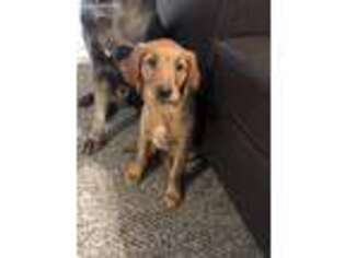 Golden Retriever Puppy for sale in Odessa, TX, USA