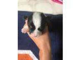 Pembroke Welsh Corgi Puppy for sale in Unadilla, NY, USA