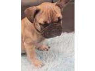 French Bulldog Puppy for sale in Goose Creek, SC, USA