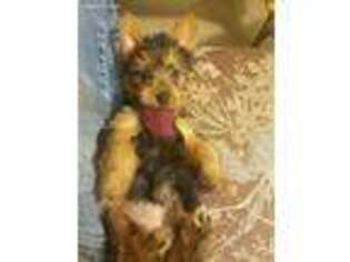 Australian Terrier Puppy for sale in Whitewood, SD, USA