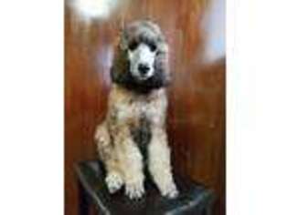 Mutt Puppy for sale in Cranberry, PA, USA
