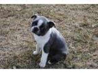 Boston Terrier Puppy for sale in Franklin, NE, USA