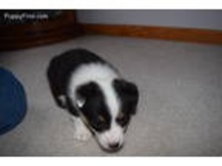 Pembroke Welsh Corgi Puppy for sale in Norfolk, NE, USA