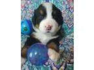 Bernese Mountain Dog Puppy for sale in Pikeville, TN, USA