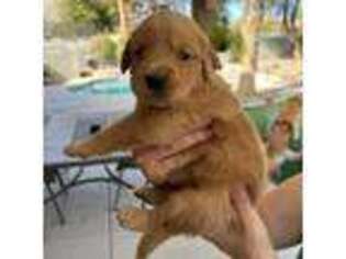 Golden Retriever Puppy for sale in Henderson, NV, USA