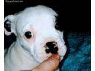 Boxer Puppy for sale in Arlington, WA, USA