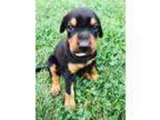 Doberman Pinscher Puppy for sale in Mastic, NY, USA