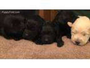 Labradoodle Puppy for sale in Elk City, OK, USA