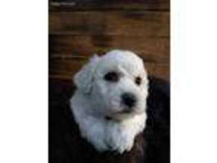 Bichon Frise Puppy for sale in Toronto, OH, USA