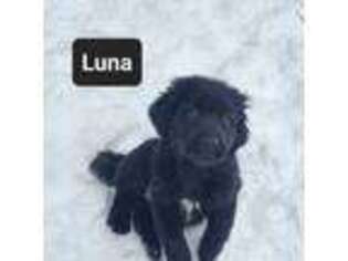 Tibetan Mastiff Puppy for sale in Princeton, MN, USA