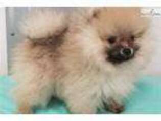 Pomeranian Puppy for sale in Pittsburgh, PA, USA