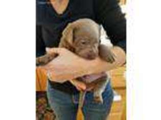 Labrador Retriever Puppy for sale in Stockbridge, MI, USA