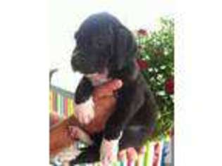 Great Dane Puppy for sale in BEDFORD, PA, USA