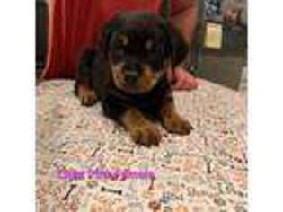 Rottweiler Puppy for sale in Holly Ridge, NC, USA