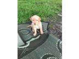 Labrador Retriever Puppy for sale in Dublin, GA, USA