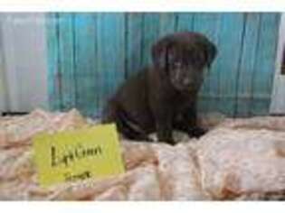 Labrador Retriever Puppy for sale in Sunburst, MT, USA