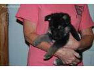 German Shepherd Dog Puppy for sale in Tignall, GA, USA