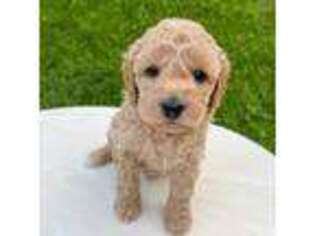 Goldendoodle Puppy for sale in Home, PA, USA