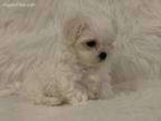 Maltese Puppy for sale in Suwanee, GA, USA