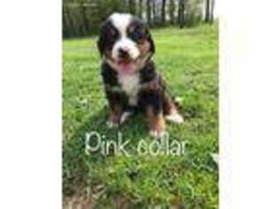 Bernese Mountain Dog Puppy for sale in Freedom, NY, USA