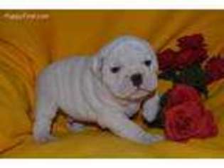 Bulldog Puppy for sale in Niangua, MO, USA