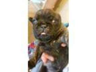 Pug Puppy for sale in Loris, SC, USA