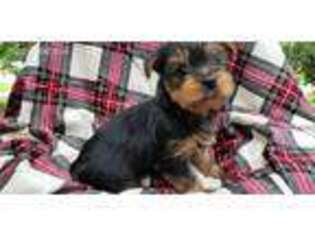 Yorkshire Terrier Puppy for sale in Lavonia, GA, USA