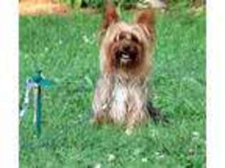 Yorkshire Terrier Puppy for sale in Kenbridge, VA, USA