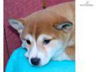 Shiba Inu Puppy for sale in Canton, OH, USA