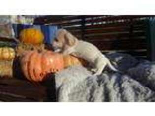 Dachshund Puppy for sale in Baltic, OH, USA