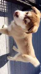 Siberian Husky Puppy for sale in Warren, MI, USA
