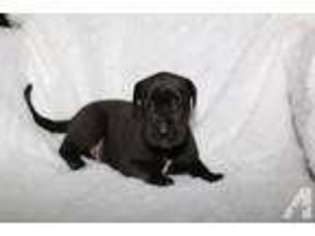 Great Dane Puppy for sale in WINTER HAVEN, FL, USA