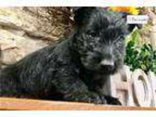 Scottish Terrier Puppy for sale in Salina, KS, USA