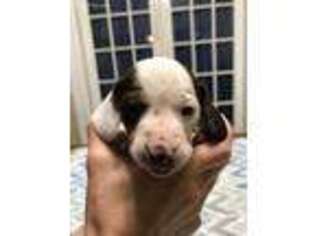 Dachshund Puppy for sale in Courtland, VA, USA