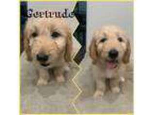Goldendoodle Puppy for sale in Blessing, TX, USA