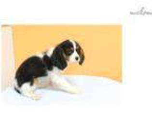 Cavalier King Charles Spaniel Puppy for sale in Los Angeles, CA, USA
