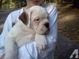 Bulldog Puppy for sale in HUGHESVILLE, MD, USA